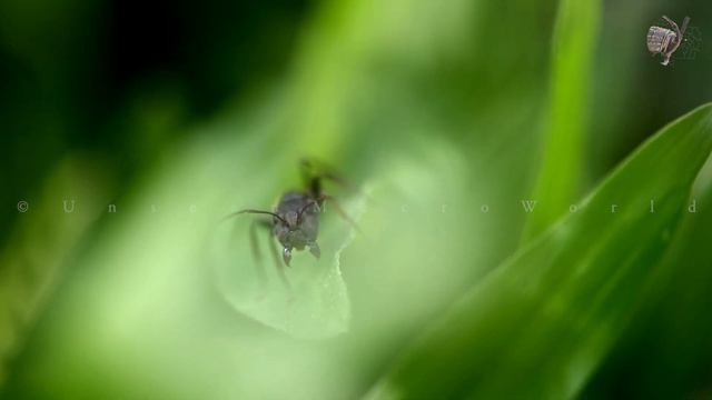 The large black garden ant