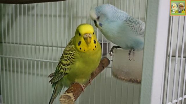 Funny Parrotszotti 545. Life of Cockatiels and budgies. Жизнь корелл и волнистых попугаев