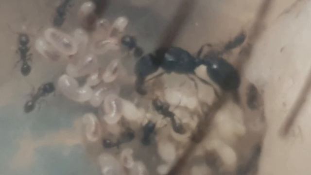 Tetramorium sp. - Die Kolonie wächst!