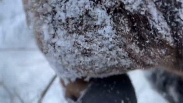 Бурый медведь строит берлогу