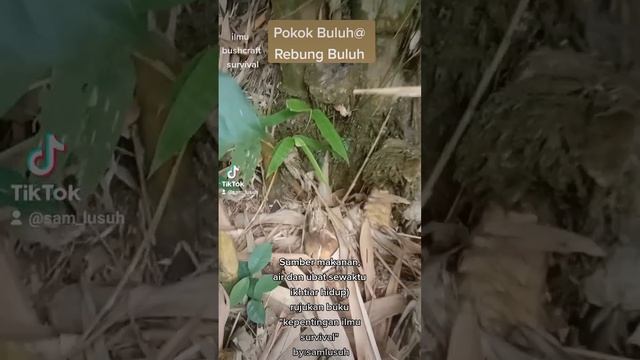 kegunaan Buluh/Rebung Sewaktu Bushcraft Survival