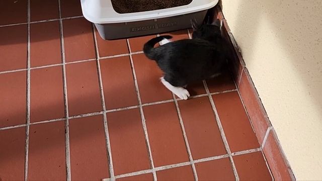 Cat takedown! | Cats doing cat things  😍🐈⬛🐈