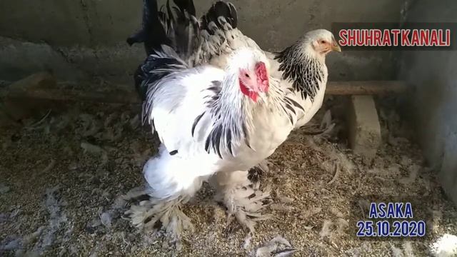 Курица куры брама-Brama tovuqlari