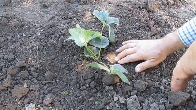 Размножение клубники усами