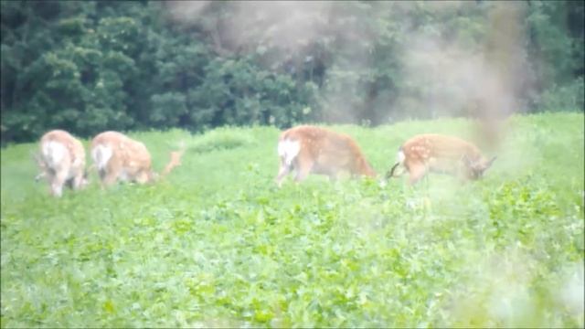 🦊 Cervus nippon yesoensis / 蝦夷鹿（エゾシカ / Ezo shika）2