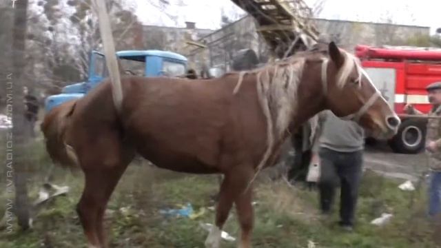 Врятований кінь