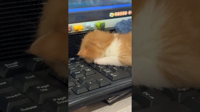 Просто милота