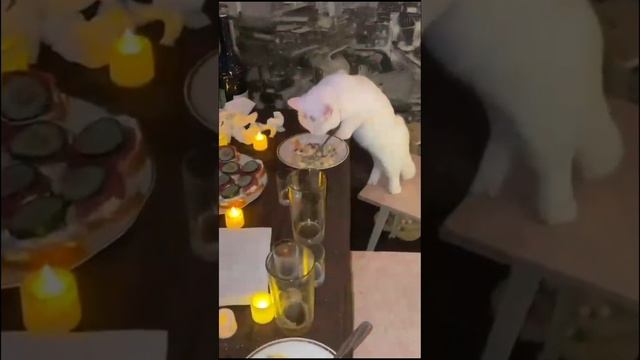 котики -гурманы 😍
