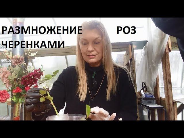 Размножение роз черенками.