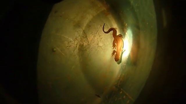 TRITON ALPESTRE , A TRITON  : ICHTHYOSAURA ALPESTRIS