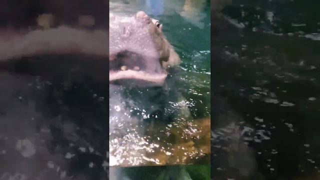 #hippo #feeding #funny #funnyshorts #short #shorts