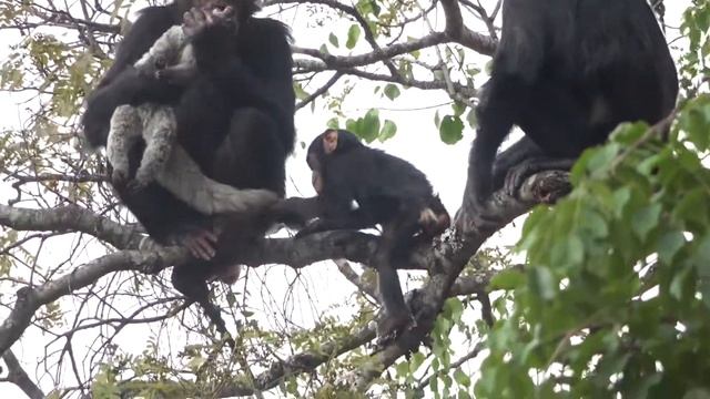 Issa chimpanzee consumes galago (Otolemur crassicaudatus),  Sept2021. Video by S.Sungura/GMERC