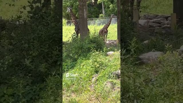 ZOO GREENVILLE . Семья жирафов в природе.Family of giraffes in nature.@bkdTu60Qg-Y