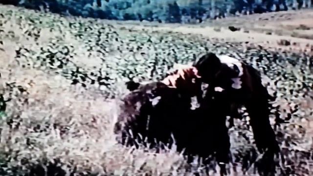 THE LIFE & TIMES OF GRIZZLY ADAMS Movie Review (1974) Schlockmeisters #919