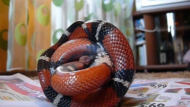 Obiadek Lampropeltis triangulum sinaloae