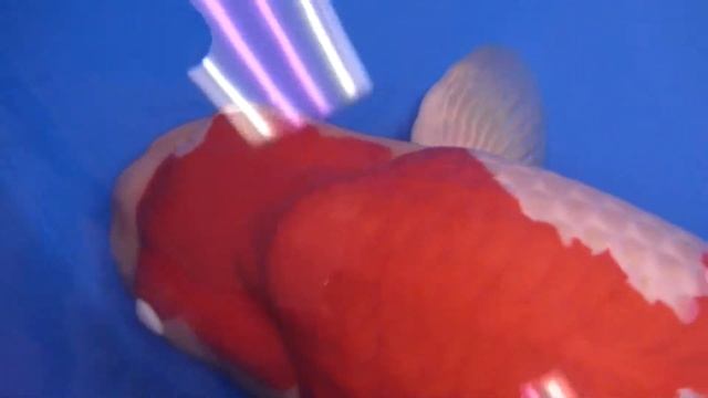 Grand Champion, 2019 All Japan Koi Show