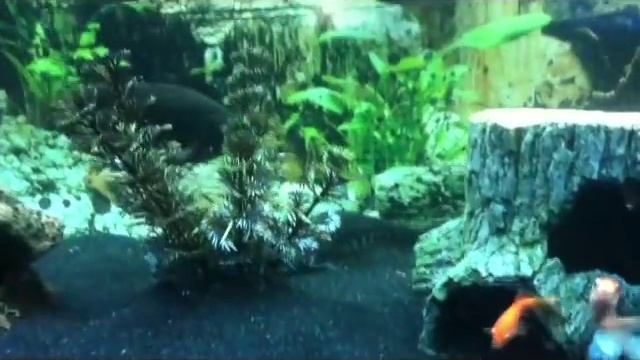 55 Gallon Fish Tank. Vampire Tetra, Alligator gar, Bichir, Giant Gourami