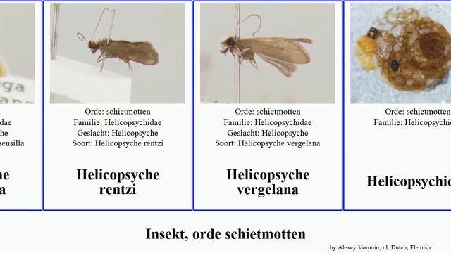 Insekt, orde schietmotten helicopsyche insect gentilis Patrick Androchorema plattensis Pycnopsyche