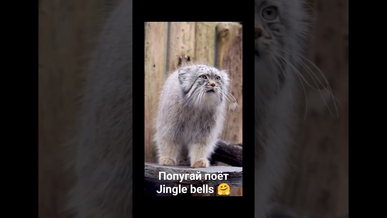 Поющий попугай и говорящий манул singing parrot and talking manul