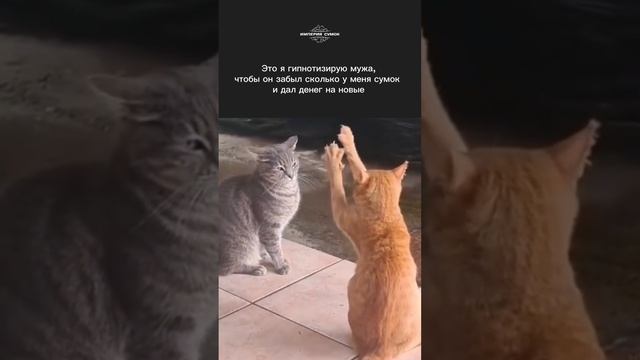 ♥️, если знакомо!