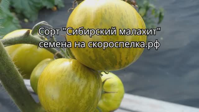Для любителей жёлтых томатов Сорт "Сибирский малахит" Изюминка в Вашей коллекции Жёлтый Биколор
