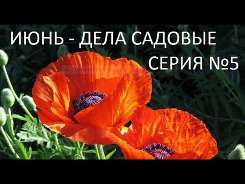 Июнь - дела садовые № 5