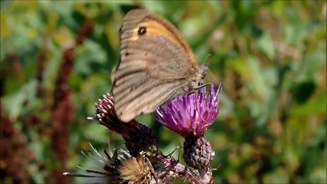 Bruin zandoogje/Meadow brown (Maniola jurtina)