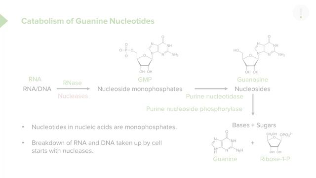 06. Catabolism of Guanine Nucleotides and Adenine Nucleotides