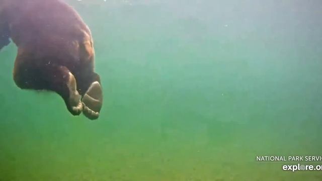 Underwater Bear long tail 2018 08 02 18 56 26 Vid