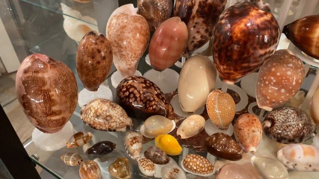 My Cypraea/Cowrie seashell collection