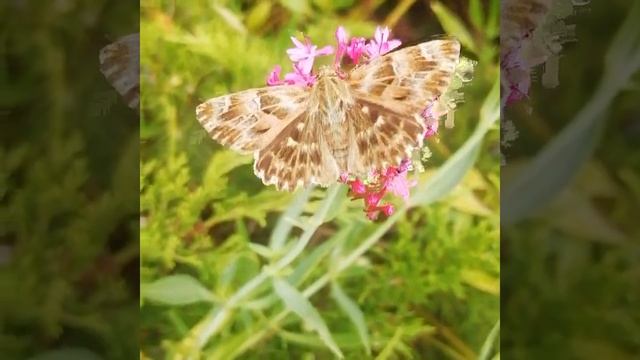 Красивая бабочка и цветы Beautiful butterfly and flowers (nature of the Crimea Peninsula 2021)