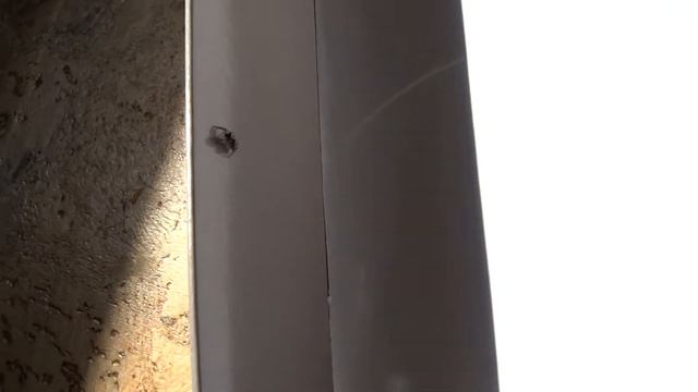Zebra Jumping Spider
