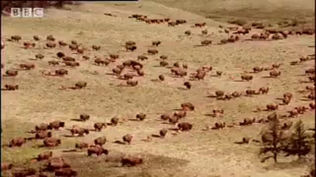 Excavating Proof of Bison Migration | Secrets of the Ice Age Death Trap | BBC Studios