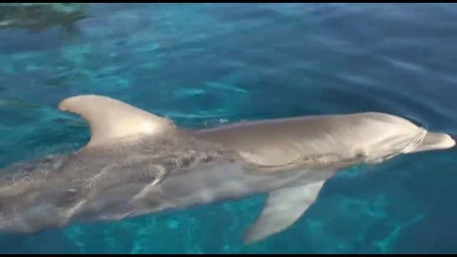 Dolphin Trainer for the Day at The Mirage in Las Vegas