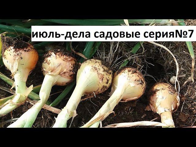 Июль - дела садовые серия №7