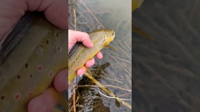 Healthy Early Spring Brown Trout 🤙🐟 #flyfishing #utah