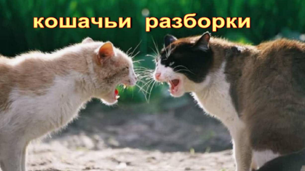 Кошачьи разборки