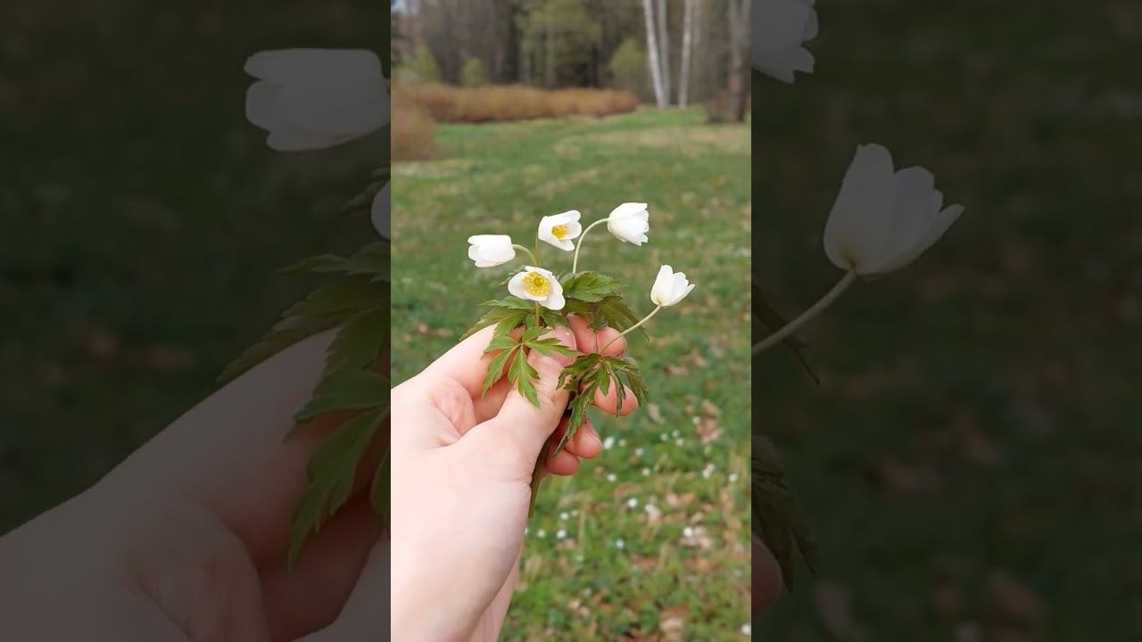 Рисую в тишине красоты мая. А за  окном цветёт черёмуха ♡