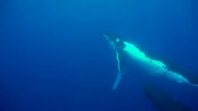 Archaeological Site/ Humpback Stingrays and Tiger Sharks French Polynesia