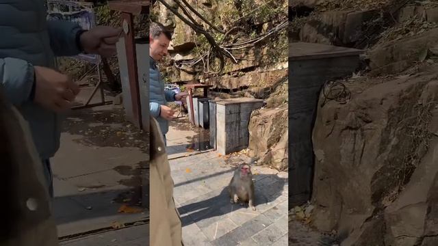 Here monkey, monkey 🙈 #nature #monkey #china #trendingshorts #travel #zhangjiajie #visitchina