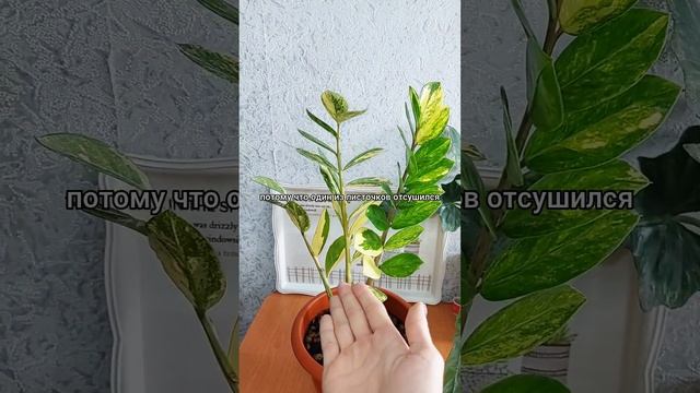 Плюс один, минус один🌿Как развивается вариегатный #замиокулькас 🌿 #цветы #растения #листья #shorts