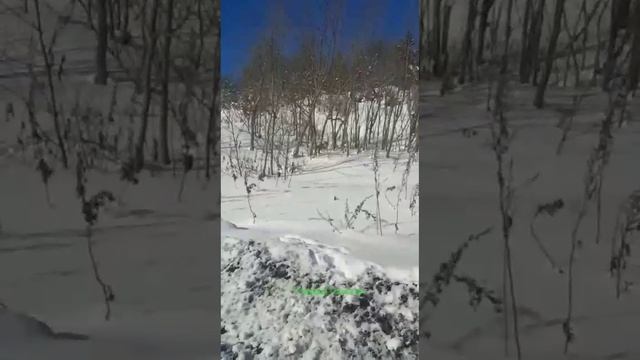 Лиса без одной лапки на Сахалине берет у водителя пирожки