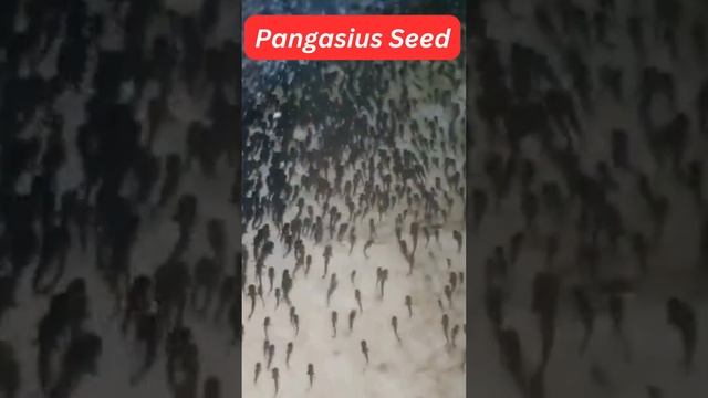 Pangasius Fish Seed | Suitable Species For Aquaculture | Catfish Farming | Pond | Biofloc | RAS