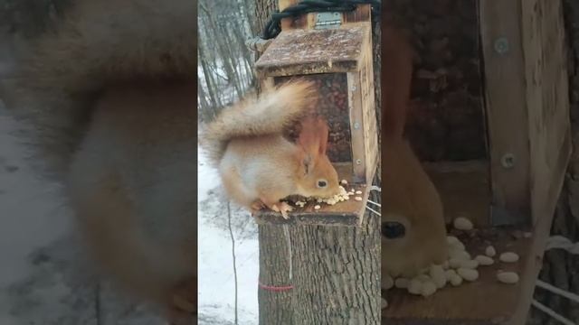 Орешки для Белочки