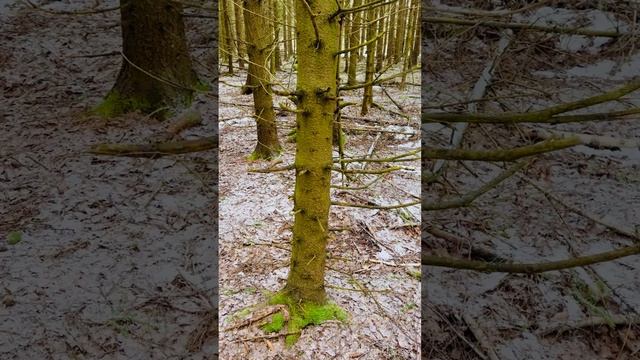 ПРОРОЧЕСКИЕ ПРИТЧИ «Деревья» | Ольга Мунтеану