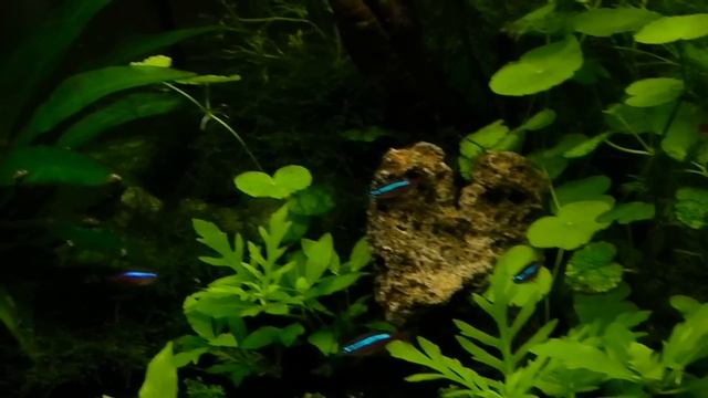 feeding time endlers celestial pearl danios and cardinal tetras.MP4