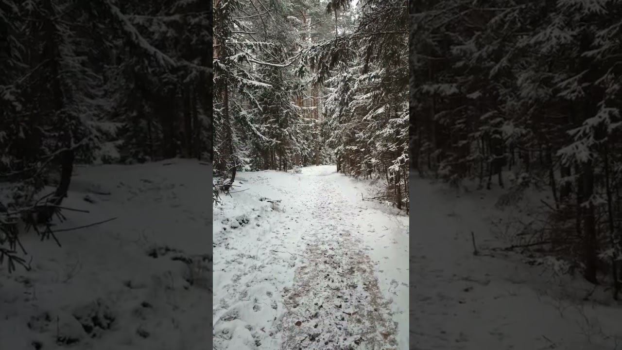 Красота зимнего леса