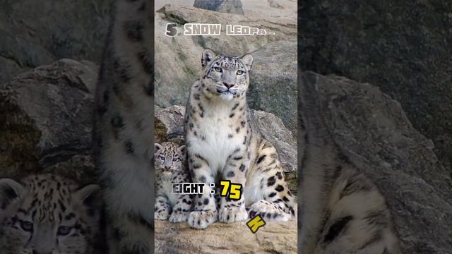 Top10 Big Cats|Biggest Cats