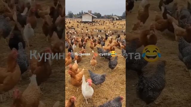 куриная 🍗 суета 😅