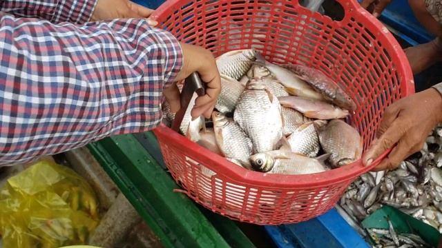 Tonle Sap Lake || Tonle Sap fish weaker than yesterday || Freshwater Fish Market KH [Ep.54]